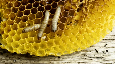 Getty Images Waxworms in honeycomb (Credit: Getty Images)