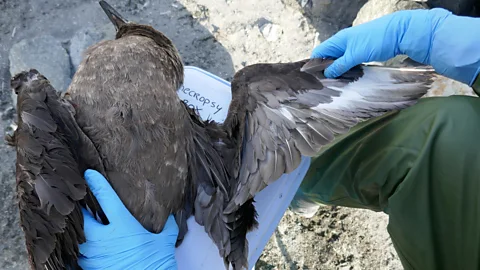 Matteo Lervolino Millions of wild birds are estimated to have died from the spread of high pathogenic avian influenza (Credit: Matteo Lervolino)