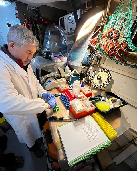 Ben Wallis An on-board laboratory allowed a scientific expedition to Antarctica to test and confirm bird flu's presence in situ (Credit: Ben Wallis)