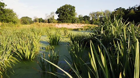 Norfolk Rivers Trust Wetlands can help to improve water quality before it returns to waterways (Credit: Norfolk Rivers Trust)