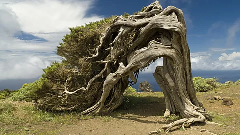 El Hierro Tourist Board In El Sabinar, gnarled wild juniper trees have been blown into surreal shapes by fierce trade winds (Credit: El Hierro Tourist Board)