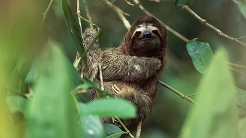 Getty Images A pale-throated sloth (Credit: Getty Images)