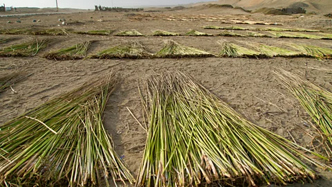 Heather Jasper Totora reeds are dried in the sun for several days before they're bound (Credit: Heather Jasper)