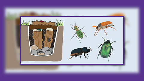 How to build a creepy crawly beetle bucket for your garden