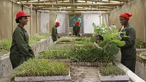 Grootbos Private Nature Reserve Grootbos Foundation supports development, conservation training and hospitality in South Africa (Credit: Grootbos Private Nature Reserve)