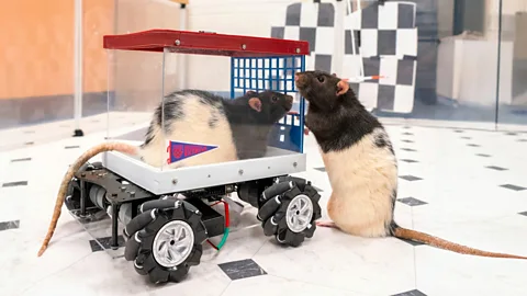 University of Richmond The way rats have adapted to driving these miniature cars shows how their brains adapt to learning new skills (Credit: University of Richmond)