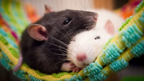 Getty Images Rats that were forced to wait for rewards showed more optimistic traits than those who received it immediately, research suggests (Credit: Getty Images)