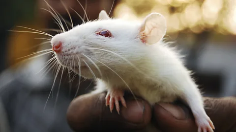 Getty Images Rats who were in low-stress environments retuned their brain's reward circuits, making them respond more positively to new experiences (Credit: Getty Images)