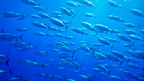 Getty Images A shoal of Atlantic bluefin tuna (Credit: Getty Images)