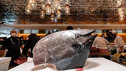 Getty Images Bluefin tuna is the most expensive fish in the world (Credit: Getty Images)