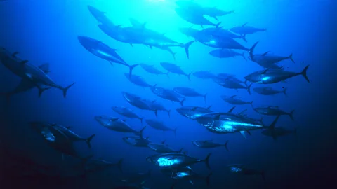 Getty Images As ocean temperatures rise, bluefin tuna are moving to colder waters (Credit: Getty Images)