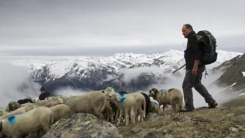 Getty Images Herders take their sheep across the mountains between Italy and Austria, an ancient seasonal tradition to access different pastures (Credit: Getty Images)