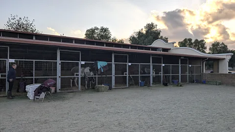 Lucy Sherriff Horses evacuated from the Franklin Fire eat their dinner at the Pierce College stables (Credit: Lucy Sherriff)