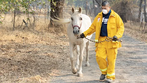 IFAW Organisations like the IFAW help coordinate evacuations of large animals during natural disasters (Credit: IFAW)