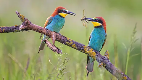 Alamy Pair of bee eaters with one offering dragonfly (Credit: Alamy)