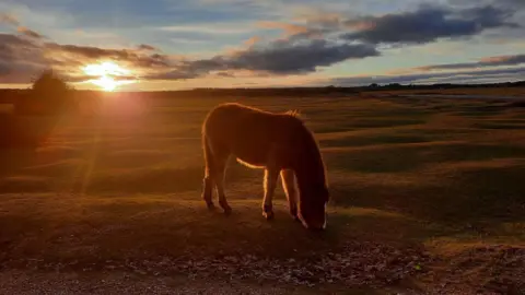 Little Moosey A young horse is grazing on grassland as the sun sets behind it casting a golden glow over the ground.