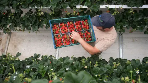 A worker viewed from above, carrying a basket loaded with punnets of strawberries, as he walks between rows of plants being grown in polytunnels.