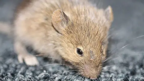 A close-up of a house mouse with pale brown fur, dark brown and black eyes and round ears. It has long whiskers and is sniffing the ground.