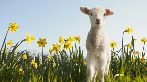 Getty Images Sheep with Daffodils