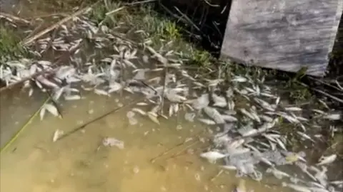 Lake full of dead fish