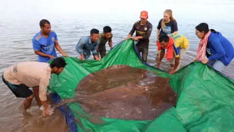 300kg stingray