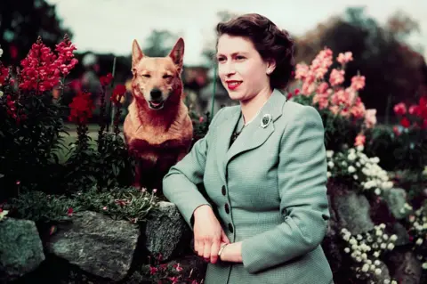 Bettmann/getty images The queen pictured at Balmoral with Susan in 1952. The queen leans on a wall in a pale green suit. Susan is a dark red corgi with a pointed, foxy face, and an almost smiling expression