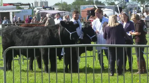 BBC Cattle on show on the field at the Pembrokeshire County Show