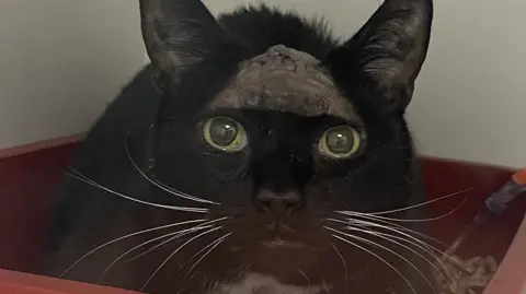 Henry, a black cat, is pictured looking into the camera with part of his fur shaved off for the Titanium mesh. 