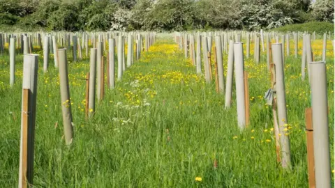 Getty Images trees