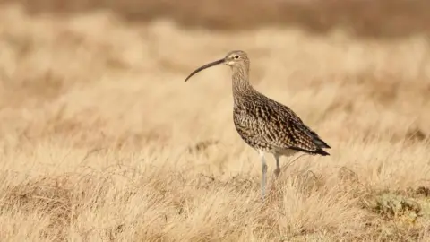 A curlew bird in a field, it shows a brown bird, with a long beak, standing on two long legs. 