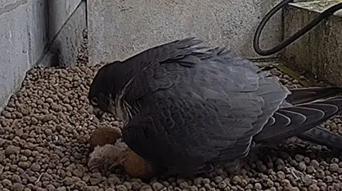 Peregrine falcon eggs