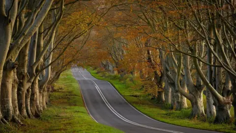 View from feet today MONDAY - The Beech Avenue