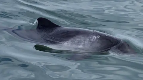 A harbour porpoise in the Channel 