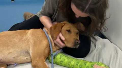 Cherry laying on the floor with a green cast on her front left leg with her owner Suzanne Mckeown holding her head and looking down at her face. She also has a smaller red cast on her back leg