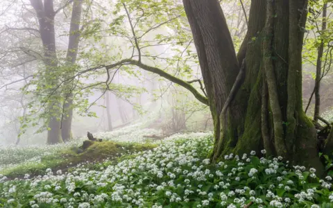 South Downs National Park White flowers from wild garlic at the base of a large, moss-covered tree.