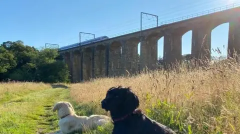 A train crosses a railway viaduct. Two dogs are sitting at is base 