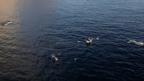 Tuna feeding in the sea