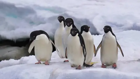 Getty Images A group of six Adelie penguins sit on a block of ice in Antarctica