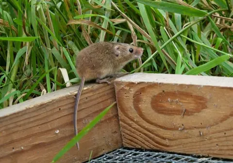 Harvest mice