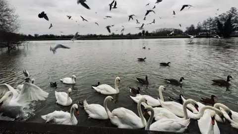 Claire-the-Pear Several swans are in the water and behind them there are also several geese. In the sky a number of birds have also taken flight.