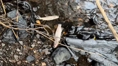 close up shot of a river edge with two small dead fish lying out of the water