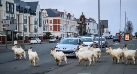 Goats in Llandudno