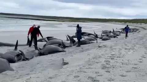 Whales on beach