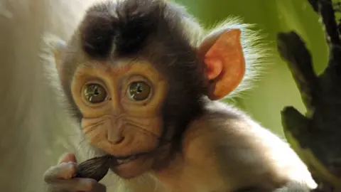 A baby pig-tailed macaque watches on as it's family hunt for food