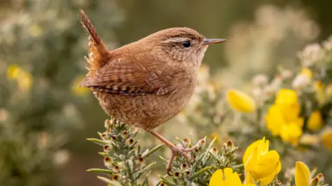 South Downs National Park A close-up of a brown bird standing on a branch with yellow flowers on it.