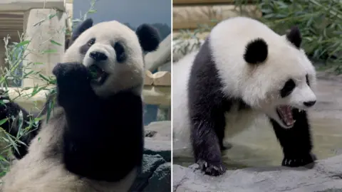 Two pandas are seen exploring their new home.