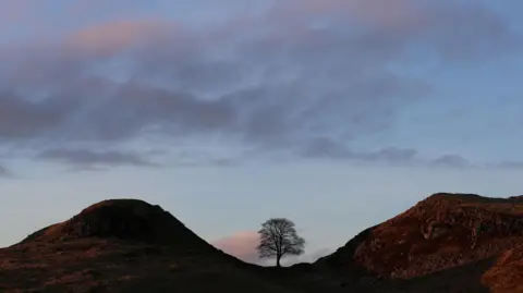 REUTERS/Lee Smith An image of the Sycamore Gap tree before it was felled