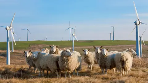 Getty Images Sheep on a hill with wind turbines in the background