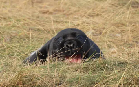 A black seal pup laying in grass and looking directly at the camera with its mouth open. It looks like it is smiling.