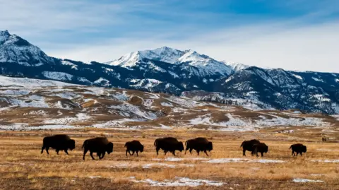 Bison seen in Montana's Yellowstone National Park